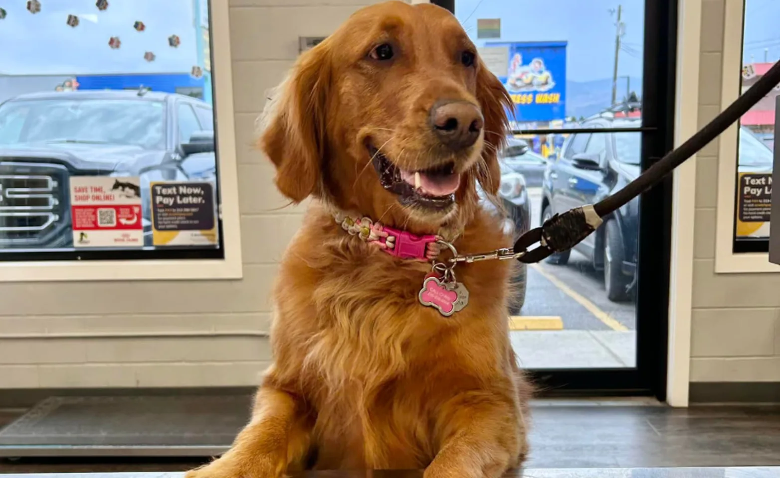 A Golden Retriever named Daisy with a pink collar on